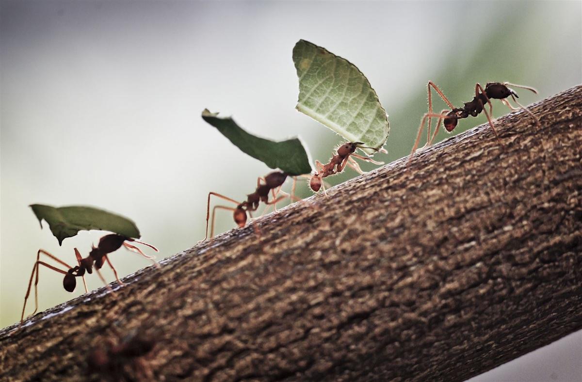 Oldest Ant Fossils Discovered in Brazil Unveil Evolutionary History