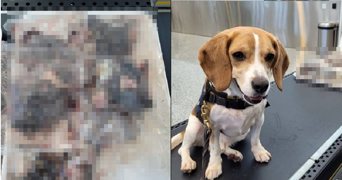 Traveler Caught with Bloodied Biological Corpse in Luggage at Customs